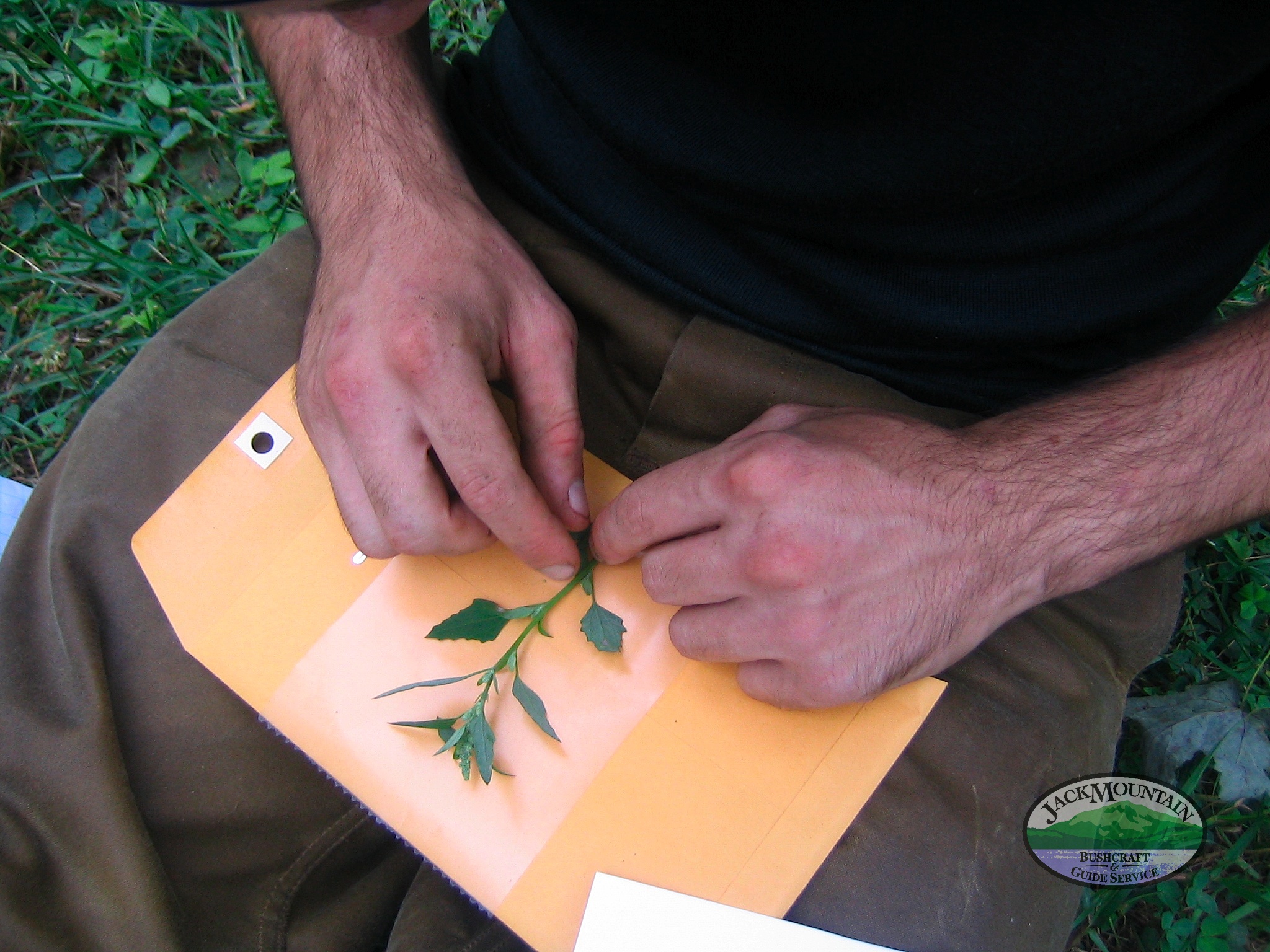 pressing-a-pigweed-plant