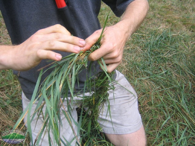 making-grass-cordage